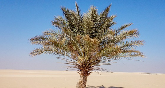 مواطن يلتقط صورة لـ نخلة وحيدة في صحراء المملكة