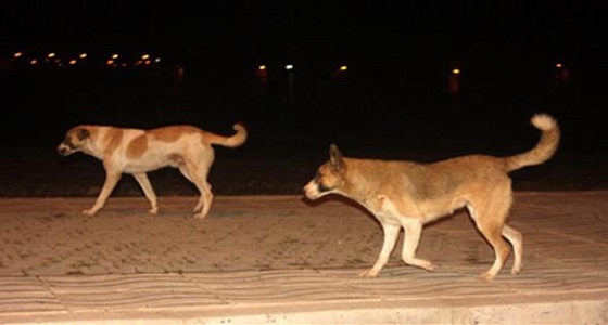 الكلاب الضالة تُهدِد الأطفال في أحياء المملكة
