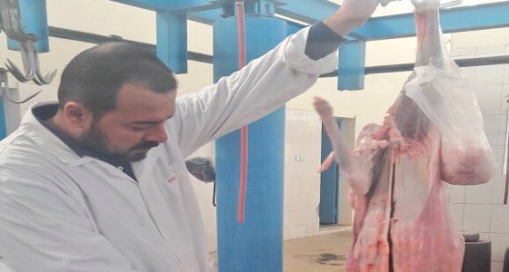 بالصور.. إعدام ذبيحة لإصابتها بالحمى في نجران