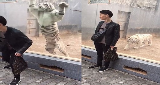 فيديو صادم لنمر يحاول الانقضاض على شاب