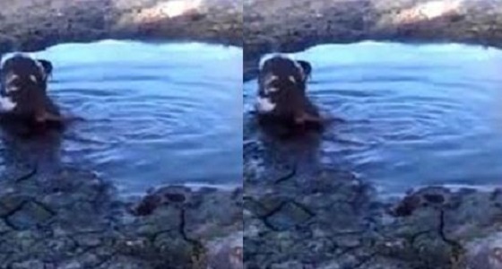 فيديو مروع لتمساح يفترس كلبا