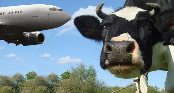 بقرة تقتحم مطارا وتسبب الارتباك للطائرات
