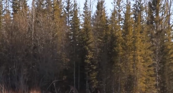 بالفيديو.. صاحب الأقدام الكبيرة يتجول بغابات كندية