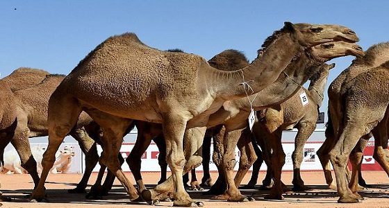 لجنة تحكيم المجاهيم في جائزة الملك عبد العزيز للإبل تستعرض 15 فردية من جل المجاهيم