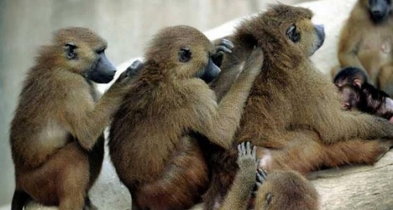 شرطة باريس تبحث عن عشرات القردة الهاربة من حديقة الحيوان