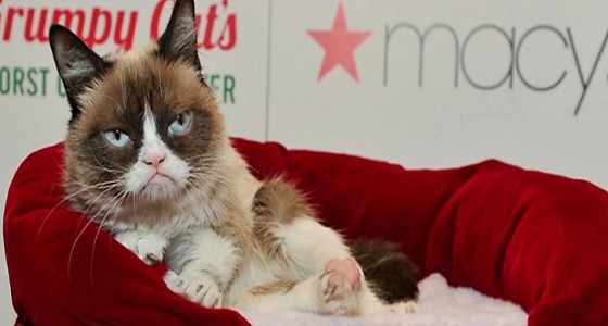 710 ألف دولار تعويضًا لقطة في أمريكا