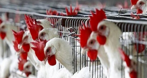 استشاريو تغذية: التحذير من أنفلونزا الطيور  ” بلبلة ” و ” تنافس تجاري “
