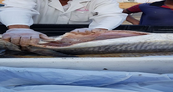 بالصور.. ضبط أسماك فاسدة في بلدية جيزان