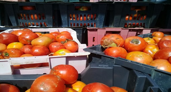 بالصور.. اتلاف طن من الطماطم الفاسدة بـ ” أبوعريش “