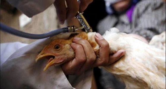 &#8221; البيئة &#8221; تعلن تسجيل إصابة بإنفلونزا الطيور H5N8 في القويعية
