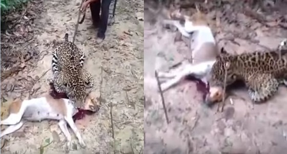 فيديو مروع لمزارع ينتقم من نمر أكل كلبه