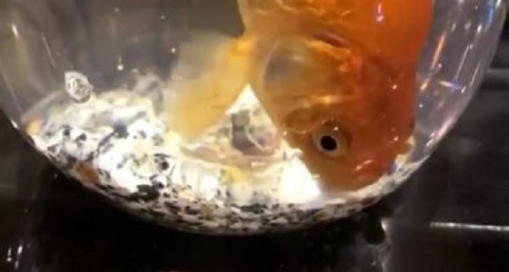 بالفيديو.. سمكة حية داخل شيشة تثير غضب مصريين
