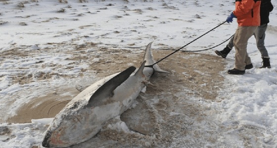العثور على 4 أسماك قرش متجمدة في شواطئ ” كاب كود ” الأمريكية