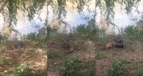 فيديو طريف لكلب يطارد تمساح ضخم