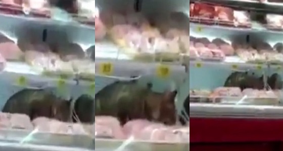 بالفيديو.. قطة تقتحم ثلاجة أحد المتاجر الشهيرة بحفر الباطن