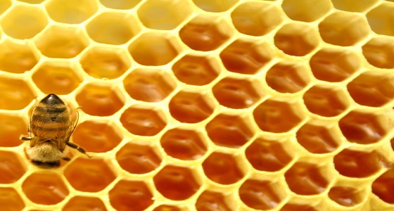 وقف استيراد النحل الهجين خلال 3 سنوات للحفاظ على المحلي