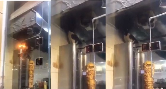بالفيديو.. قط يأكل شاورما مكشوفة بمطعم مخالف
