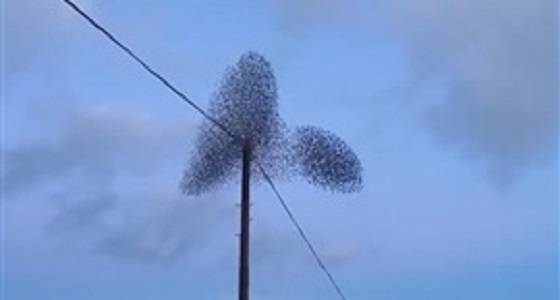 فيديو مذهل لسرب من آلاف الطيور تكون أشكالا رائعة في السماء