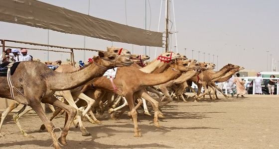 إدارة مهرجان الملك عبدالعزيز للإبل تجهز مضمارًا بطول 8 كم لمنافسات سباق الهجن