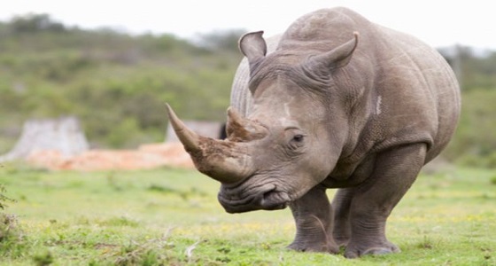 باحثون: الاعتماد على الحمض النووي لـ &#8221; وحيد القرن &#8221; لإثبات صيده