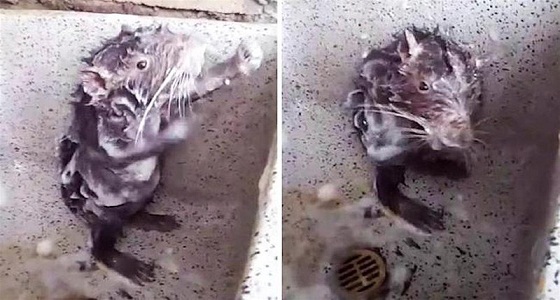 بالفيديو.. علماء يوضحون حقيقة ” الفأر المستحم “