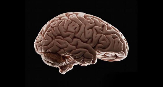 تقنية جديدة لاستنساخ المخ والرئتين