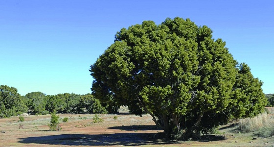 بعد اعتداءه على شجر العرعر.. النقل تحيل مقاولا للجهات المختصة