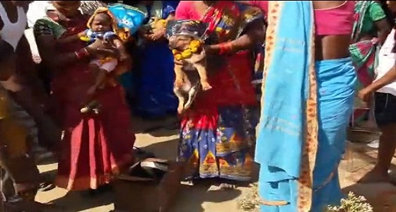 بالفيديو.. والدان يزوجان طفلتهما الرضيعة لكلب