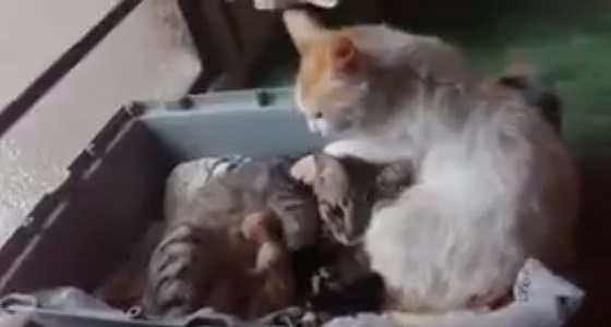 فيديو مذهل لقط يواسي زوجته بعد الولادة