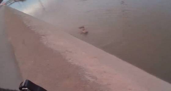 بالفيديو.. رجل ينقذ كلب من الغرق