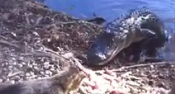 فيديو صادم لقطة في مواجهة عنيفة مع تمساح