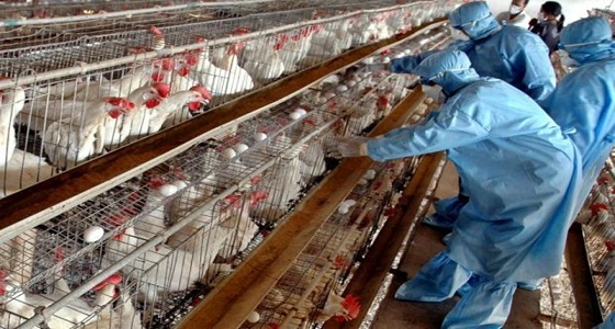 اليابان: ظهور أول حالة إصابة بأنفلونزا الطيور