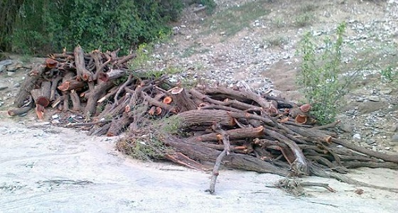 50 ألف ريال وزراعة 60 شجرة عقوبة مقاول قطع أشجاراً في السودة بعسير