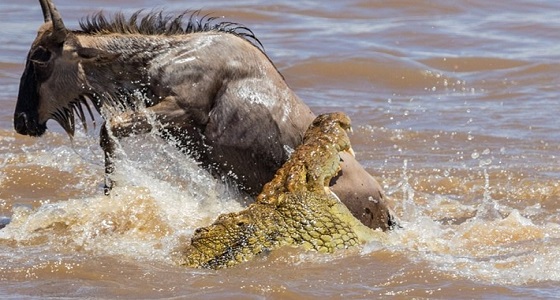 بالصور.. هجوم عنيف لتمساح على حيوانات برية لتوفير طعامه