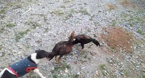 فيديو طريف لكلب يفض شجار عنيف بين دجاجتين