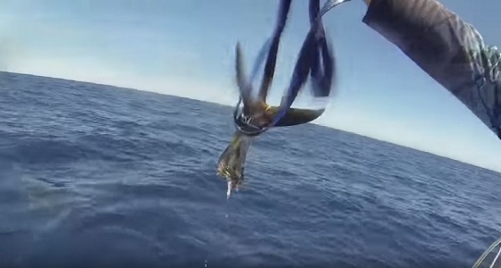 بالفيديو.. تحدي شد الحبل لـ 3 صيادين مع أسماك قرش