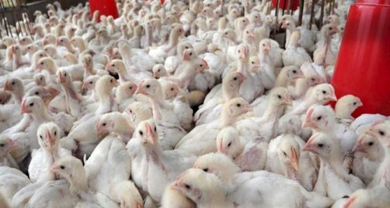 ” البيئة ” : إصابة واحدة بإنفلونزا الطيور في الأحساء