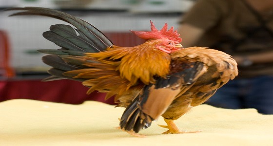 مشاركة 600 دجاجة في مسابقة جمال باسطنبول