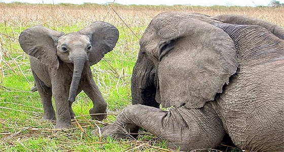 تسمية أنثى فيل في كينيا على اسم زوجة رئيس الوزراء الكندي