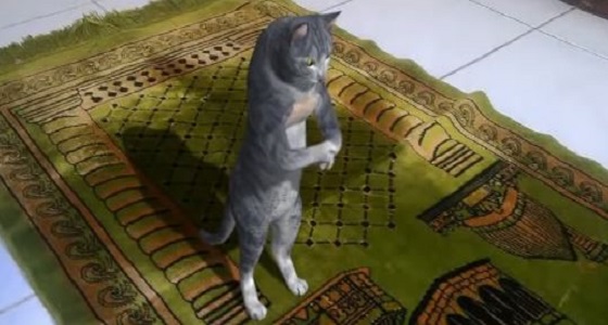&#8221; مكافحة الإشاعات &#8221; تكشف حقيقة فيديو القط المصلي