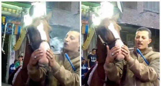 بالفيديو.. رجل يجبر حصان على تدخين حشيش ورد فعل صادم للأخير