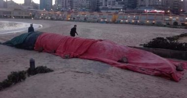 ظهور حوت يزن 4 أطنان بشاطئ في الإسكندرية