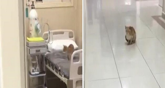 بالفيديو.. قطط تتجول داخل أحد مستشفيات الحدود الشمالية