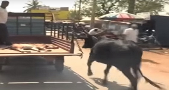 فيديو مؤثر لبقرة تلاحق سيارة تنقل صغيرها المجروح لمركز طبي
