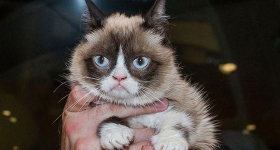 محكمة أمريكية تقضي بتغريم شركة 55 ألف جنيه إسترليني لقط عابس