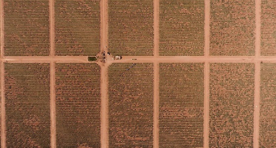 صورة جوية مذهلة لمليون شجرة زيتون في منطقة الجوف