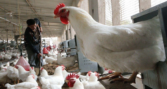 ” البيئة ” : إصابتين بإنفلونزا الطيور H5N8  في الدمام وضرماء