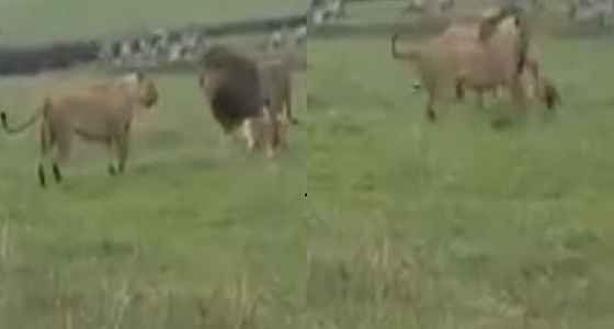 بالفيديو.. كلب مصاب يهاجم أسد ولبؤة بطريقة طريفة