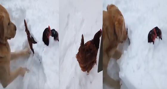 بالفيديو.. كلب شجاع ينقذ دجاجتين دفنتا بالثلوج