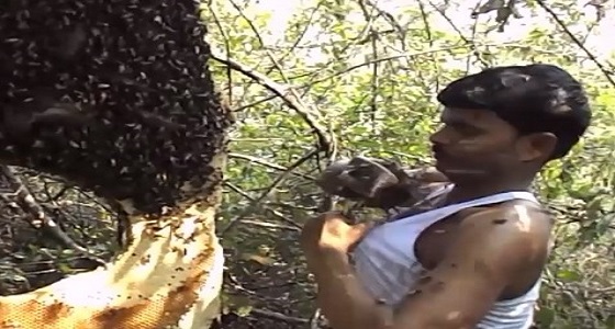 بالفيديو.. رجل متهور يضع مئات من النحل أسفل ملابسه
